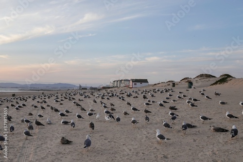 A huge flock of flying seagulls at Costa da Caparica in Lisbon city center. Seagulls and pigeons relaxing along the beach during the sunset and flying against a dramatic blue sky.