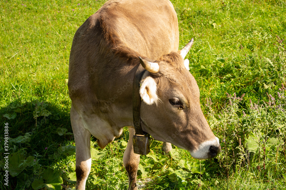 Stier Kuh Bulle auf der weide in Tirol 