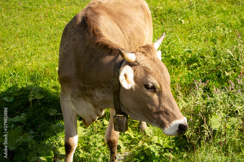 Stier Kuh Bulle auf der weide in Tirol  © carolindr18