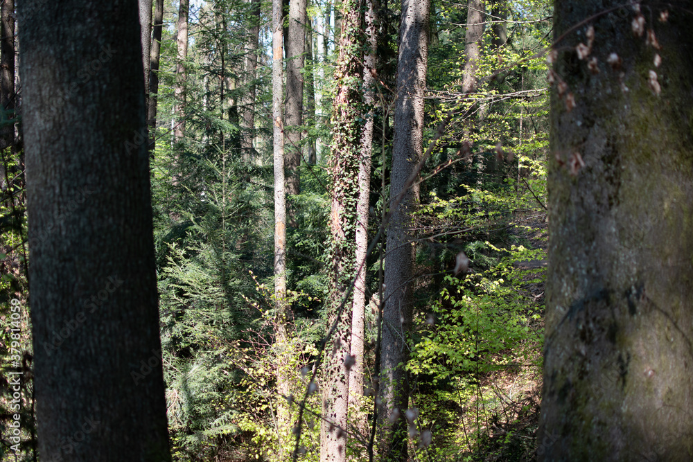 Obraz premium Forest
