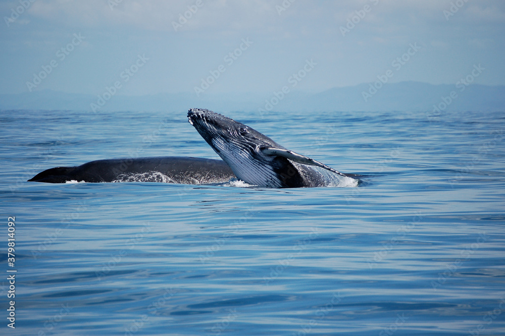 Fototapeta premium An adorable humpback whale calf learns to take out its rostrum during a walk with its mother on a calm sea in Sainte Marie, Madagascar. 