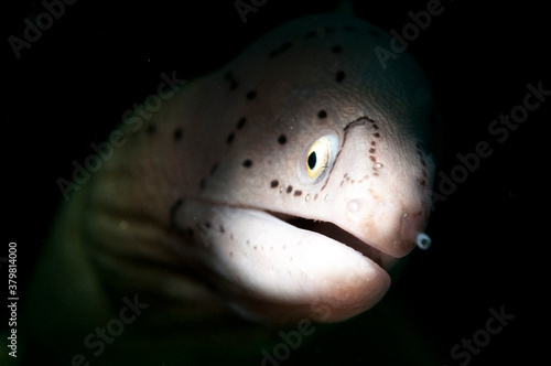 Photography Moray eel in the ocean with coral