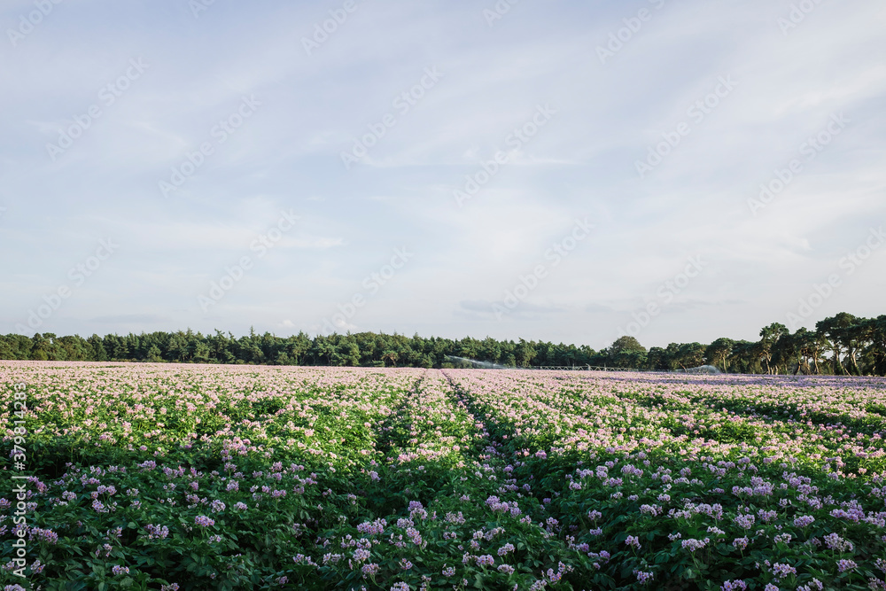 Potato plants and irrigation system in a field at sunset. Norfol Potato plants and irrigation system in a field at sunset. Norfol