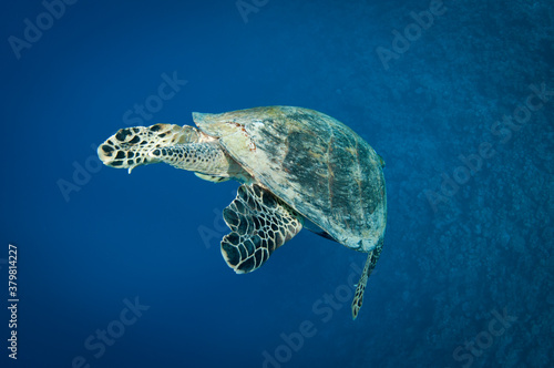 Hawksbill sea turtle swims in the clear blue ocean