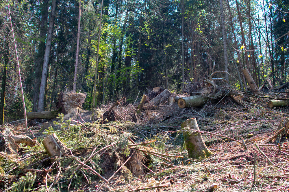 Fototapeta premium Forest