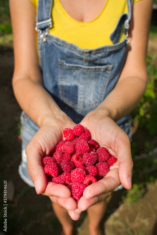 Raspberries in the hands