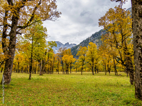 Maple trees at Ahornboden  Karwendel mountains  Tyrol  Austria