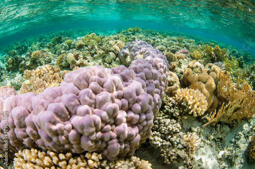 collection of different coral in the Red sea