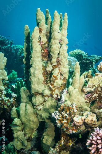 colection of different coral in the Red sea