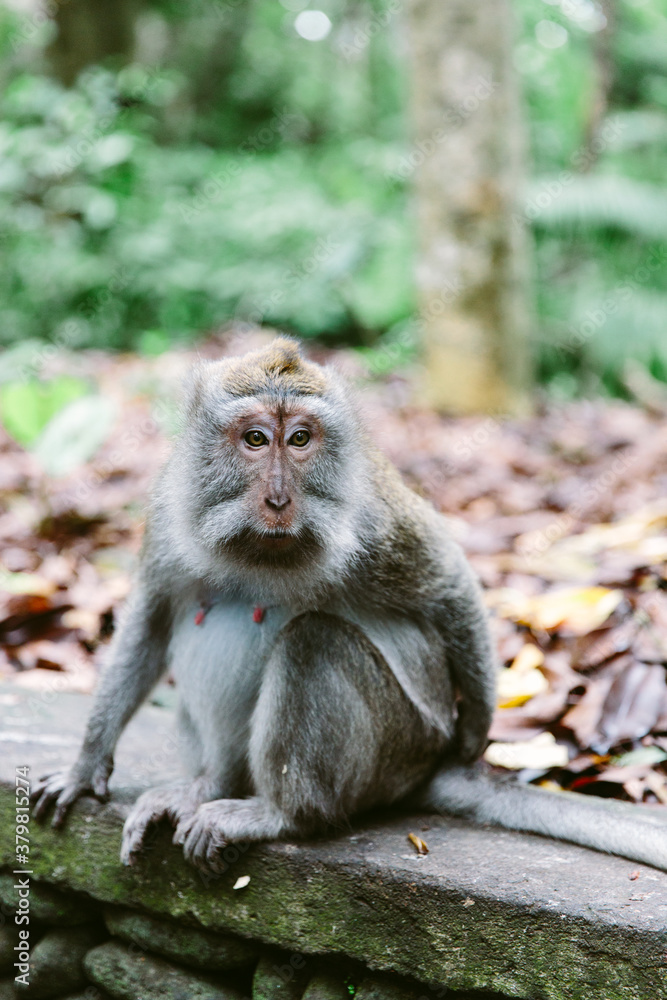 A long-tailed Balinese Monkey A long-tailed Balinese Monkey