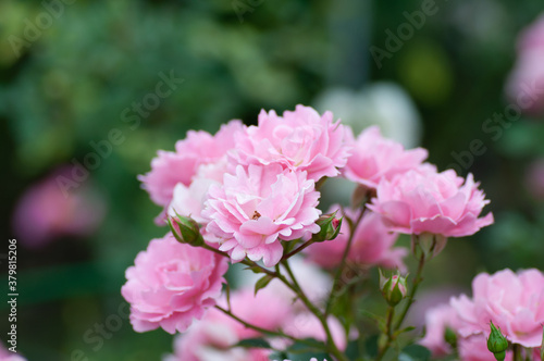 Tender Pink Rose flowers on stem on green background in the garden. Botanical photography for illustration of Rose