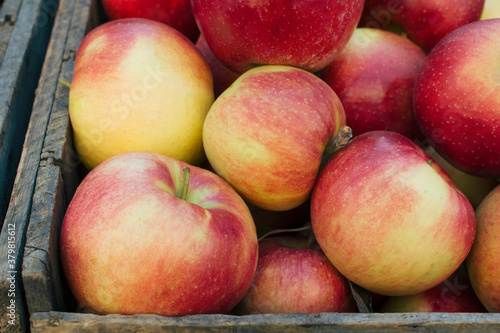Jonagold apples