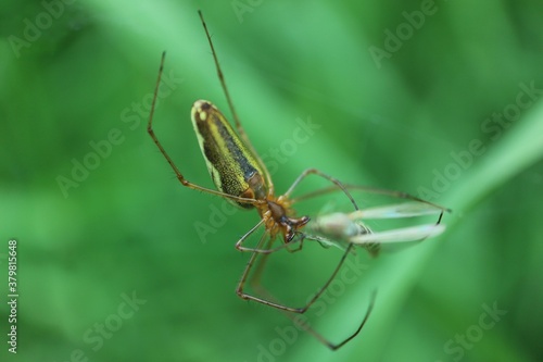 Spider with the caught victim  © Grzegorz Sulkowski