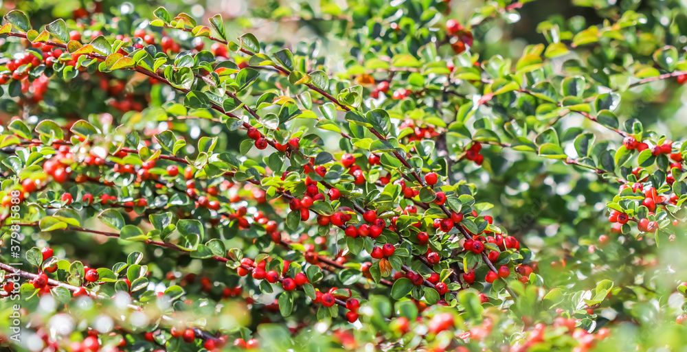 Many red fruits on the branches of a cotoneaster horizontalis bush in the garden in autumn