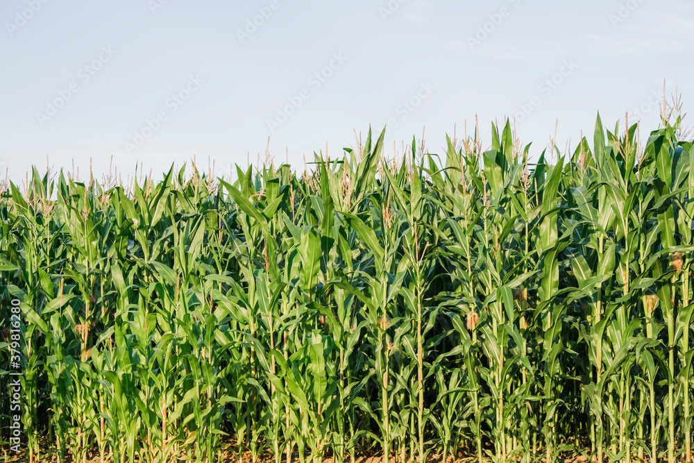Maize plants in a field at sunset. Norfolk, UK. Maize plants in a field at sunset. Norfolk, UK.