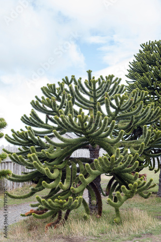 The living fosil Araucaria tree in Patagonia photo