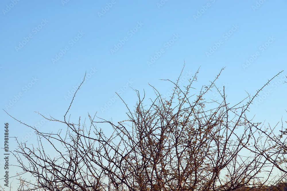 Leafless tree branches against of blue sky Leafless tree branches against of blue sky