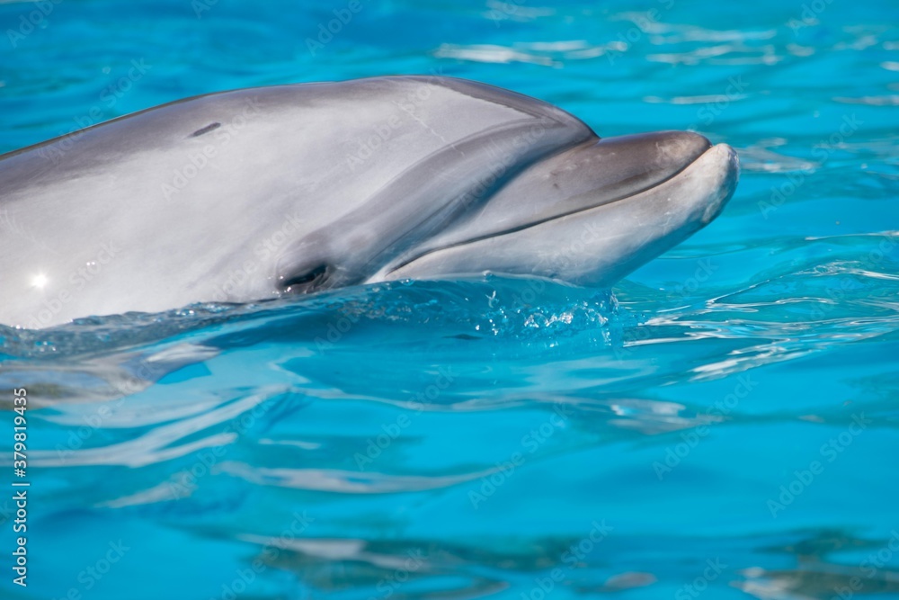 Fototapeta premium よく見ると実の表情豊かなイルカくん～半球睡眠といって右の脳と左の脳を交互に眠らせるのでずっと泳ぎ続けられます