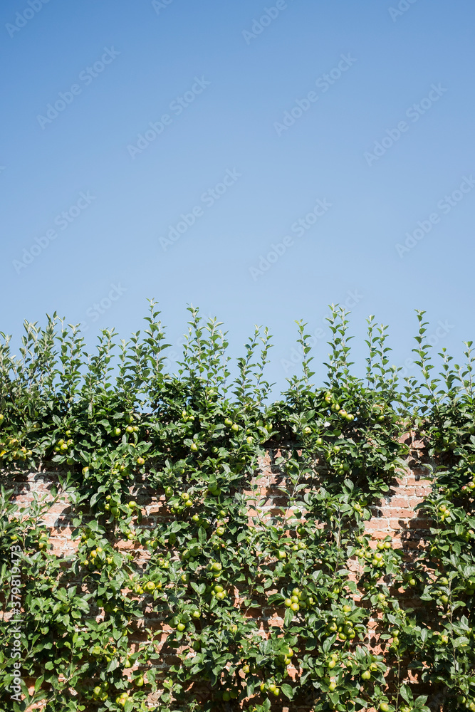 Apple tree grown espalier against a garden wall. Apple tree grown espalier against a garden wall.