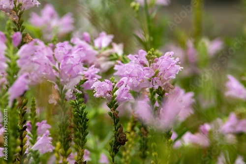 淡いピンクの花びらが美しいハナトラノオの別名にカクトラノオ（角虎の尾）があります