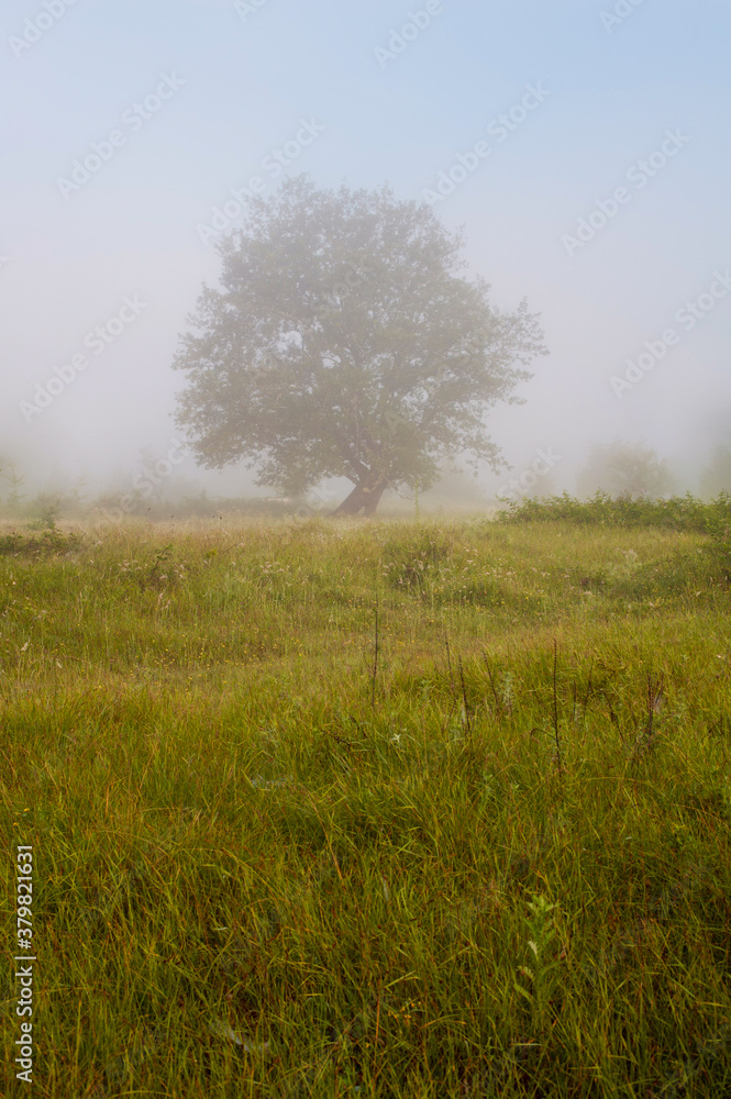 Old single oak tree in the middle of meadow. Old single oak tree in the middle of meadow.