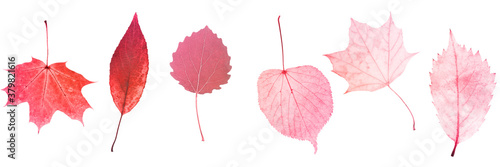 six red leaves isolated on white background. objects for design