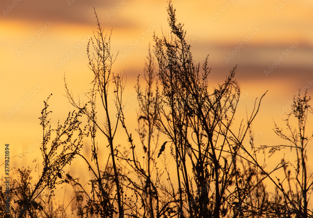 Dry grass in a field at sunset. Dry grass in a field at sunset.