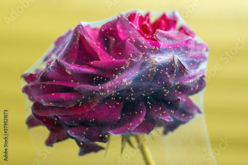 Spider mite on a raspberry rose.