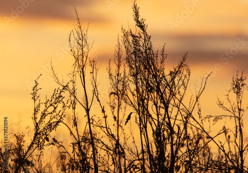 Dry grass in a field at sunset.