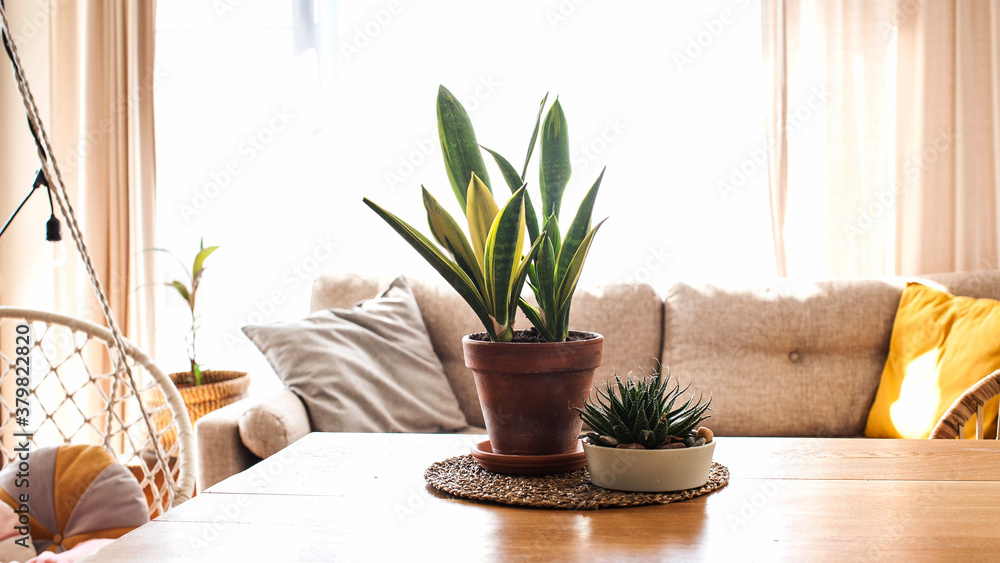A variety of succulents and home plants on a wooden table. Concept of home plants, care of home succulents. Copy space.
