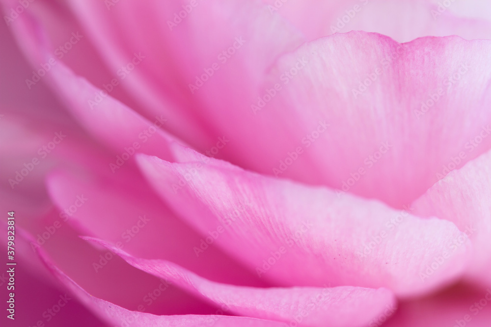 Macro of pink ranunculus flower petals