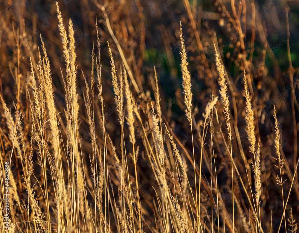 Fototapeta premium Dry grass in the park.