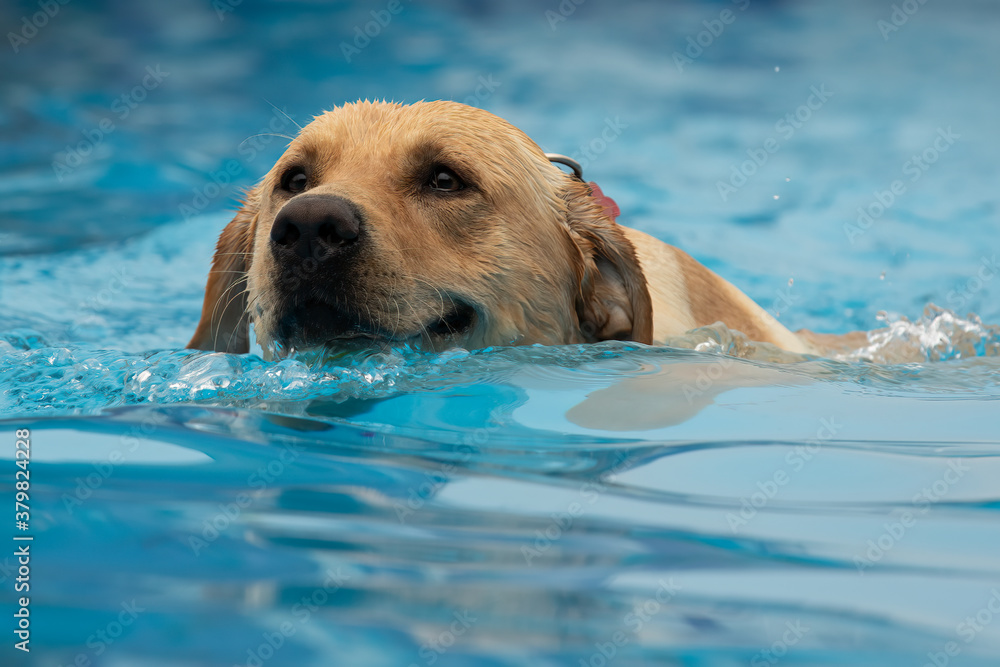 Golden Labrador retriever dog, swimming in pool to fetch yellow ball with copy space Golden Labrador retriever dog, swimming in pool to fetch yellow ball with copy space