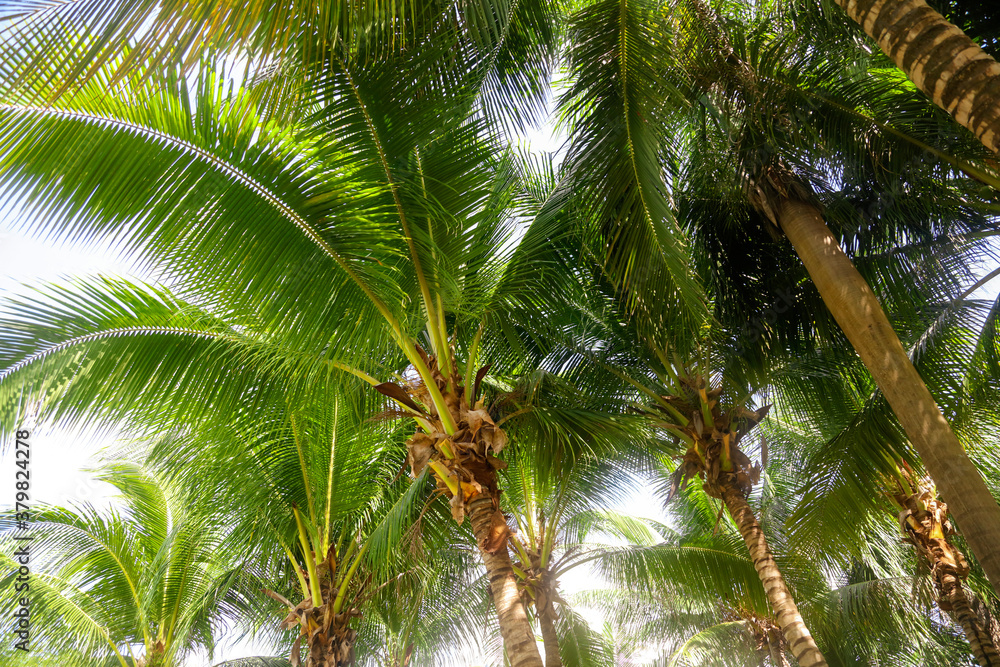 Fototapeta premium Large green branches on coconut trees against the sky