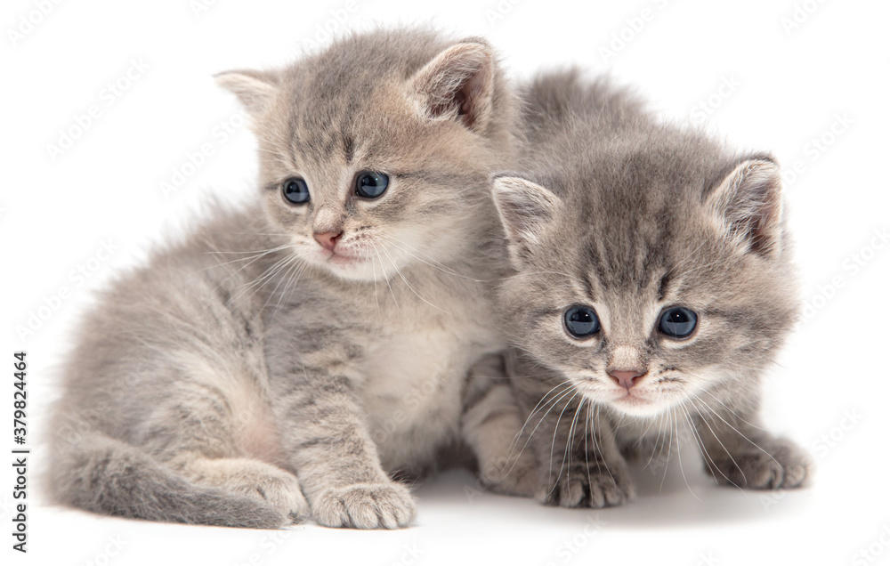 Obraz premium Portrait of two little kitten isolated on a white