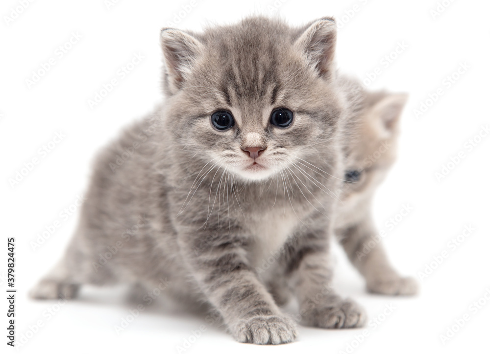 Portrait of two little kitten isolated on a white