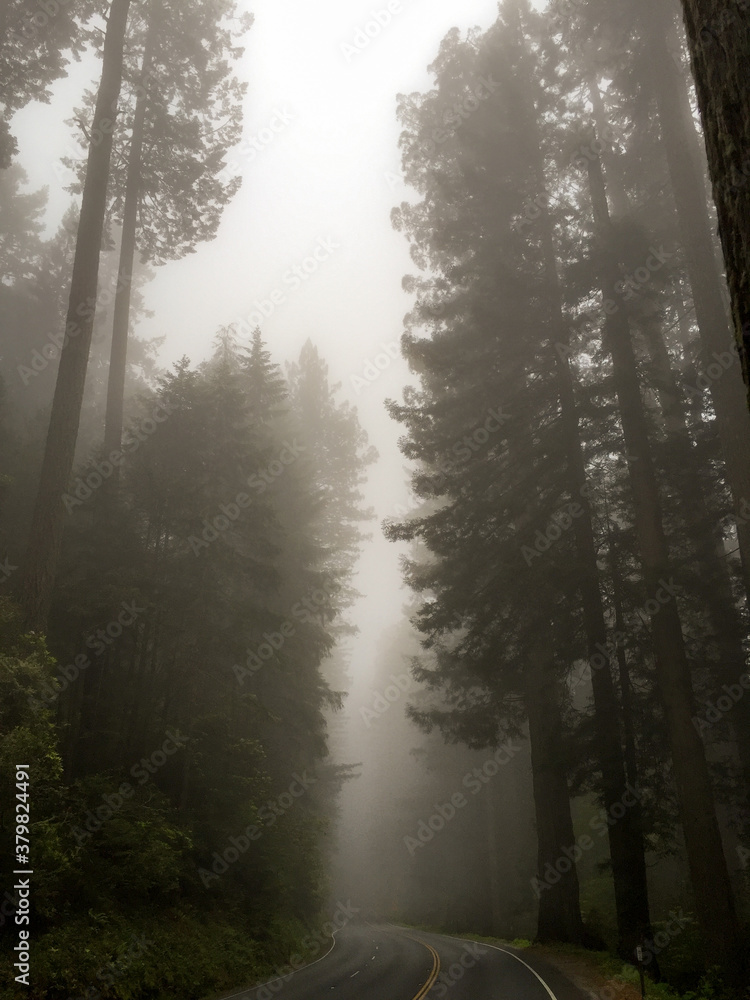 Giant Redwood Trees Giant Redwood Trees