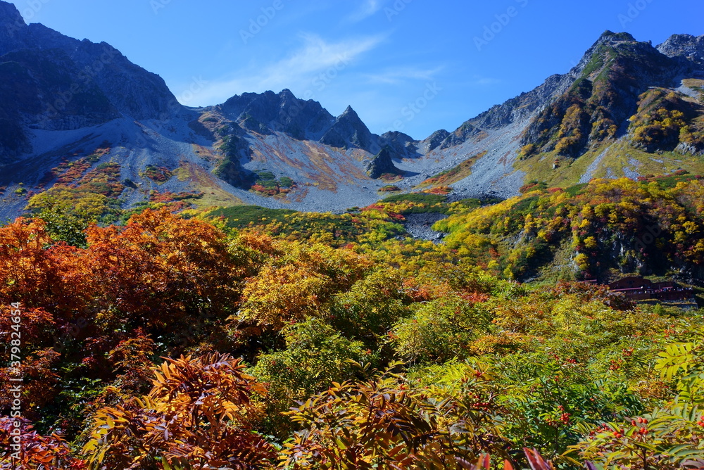 The beautifully colored leaves of Karasawa curl The beautifully colored leaves of Karasawa curl
