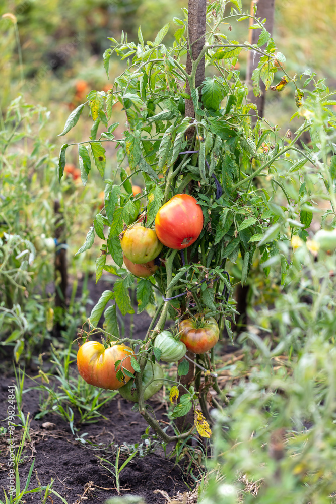Ripe tomatoes on the plant in summer. Ripe tomatoes on the plant in summer.