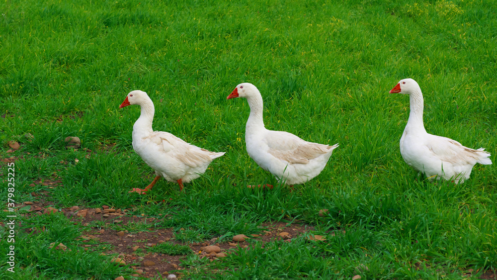 Three White Geese Walking In A Row On Background Green Grass Of Sicily Animal Farm Three White Geese Walking In A Row On Background Green Grass Of Sicily Animal Farm