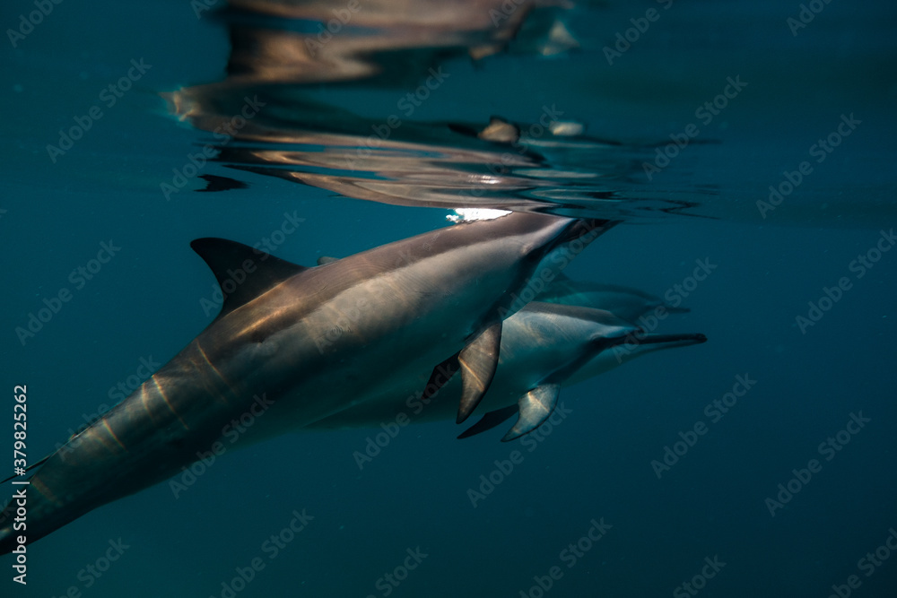 Swimming with Dolphins Swimming with Dolphins