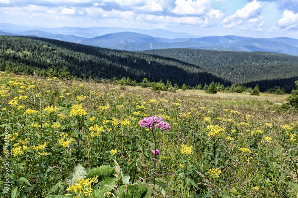 Single violet blossom flower between yellow flowers on the top of mountain