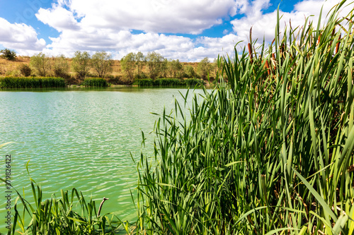 Green water in the lake in summer.