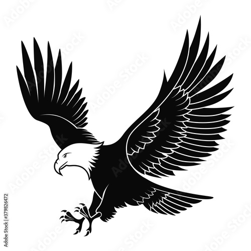 eagle bird animal fly down