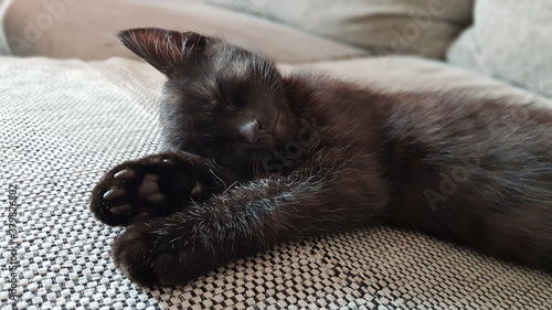 Sweet black kitten, baby cat