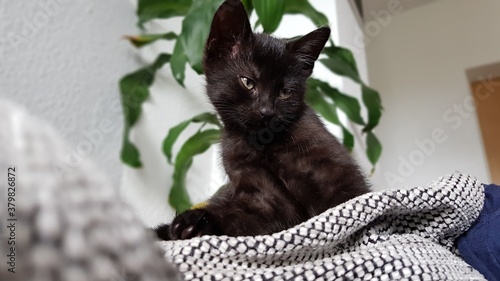 Sweet black kitten, baby cat