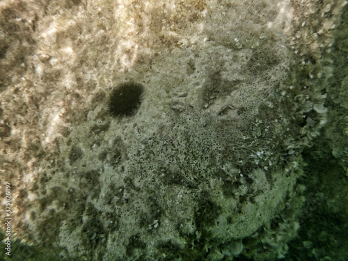Underwater brown stone with sea urchin