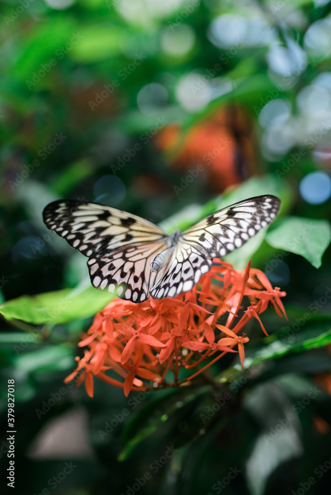 Butterflys at a butterfly conservatory Butterflys at a butterfly conservatory