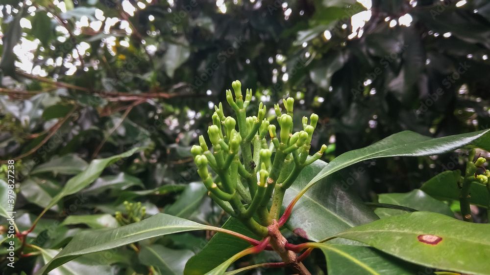 Clove tree with blooming flowers and fresh green leaves and green raw buds growing Indonesia. Tropical food spices and ingredients for aromatic oil Clove tree with blooming flowers and fresh green leaves and green raw buds growing Indonesia. Tropical food spices and ingredients for aromatic oil