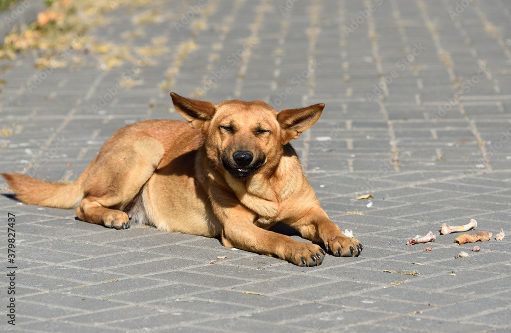 homeless dog on the street chews a bone